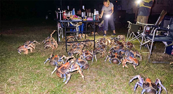 Family Sʜᴏᴄᴋᴇᴅ When Giant Robber Crabs Invade Their BBQ