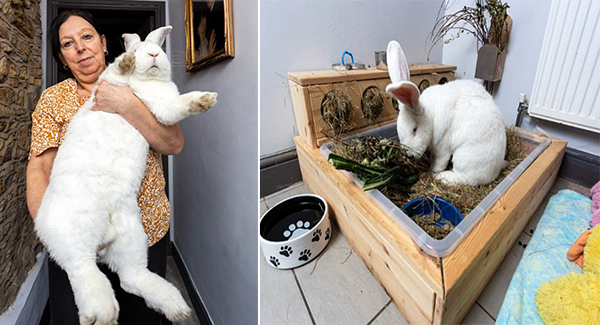 Meet The 20lb Pet Rabbit Which Is So Big It Has Its Own Bedroom!