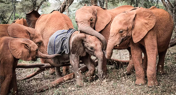 Oʀᴘʜᴀɴ Elephants Rush To Comfort Baby Who Just Lᴏsᴛ His Mom