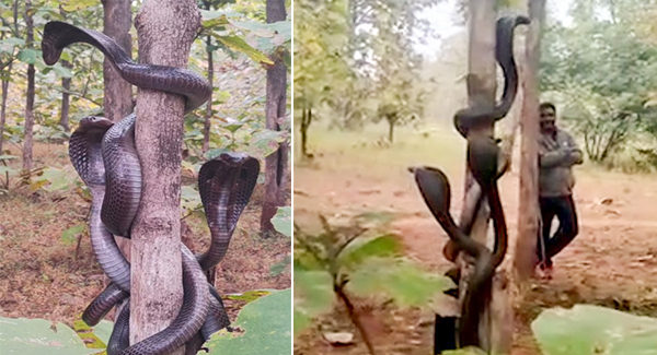 Moment three ᴠᴇɴᴏᴍᴏᴜs cobras tangle themselves around a tree after being released into the wild in India