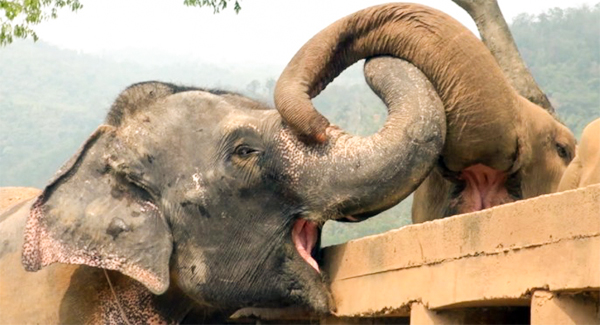 ʙʟɪɴᴅ Elephant Rᴇsᴄᴜᴇᴅ From Circus Is Welcomed By The Herd At Sanctuary.