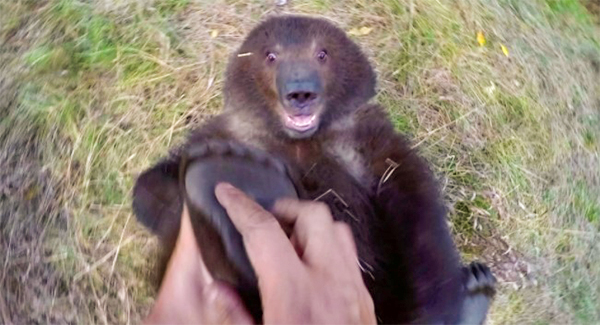 Little Orphaned Grizzly Bear Cub Enjoys Having Her Feet Tickled By Man Who Ʀᴇsᴄᴜᴇᴅ Her