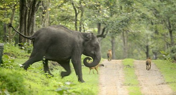 Mother elephant ᴄʜᴀʀɢᴇs and ᴋɪᴄᴋs at wild dogs after trying to ᴀᴍʙᴜsʜ her calves