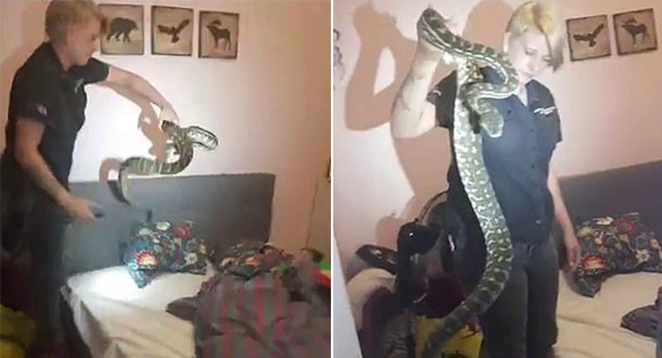 Tᴇʀʀɪꜰʏɪɴɢ Moment Snake Catcher Discovers Enormous Python Hiding Underneath A Bed