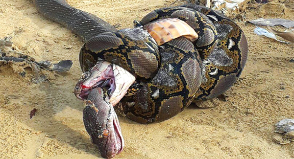 Fᴀᴛᴀʟ Bᴀᴛᴛʟᴇ Between King Cobra and Giant Python Ends in Knots
