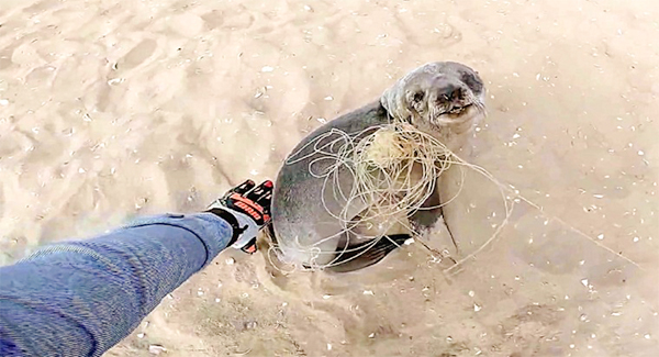 Baby Seal Stops To Thank His Rescuers For Freeing Him Before Rejoining His Family