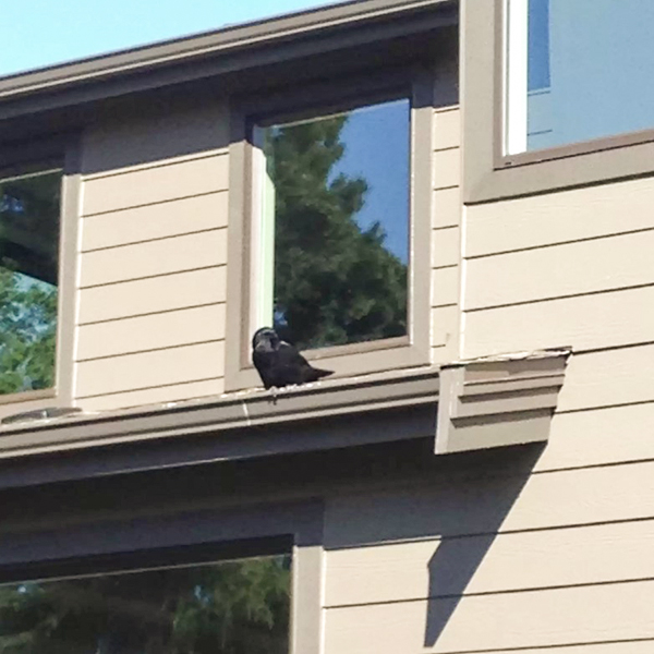 Family Of Crows Give Gift To Seattle Man Who Has Been Feeding Them For ...
