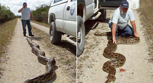 18-foot python found in Florida
