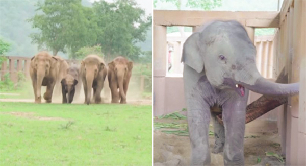 Excited elephants runs to say hello to newly ʀᴇsᴄᴜᴇᴅ baby elephant