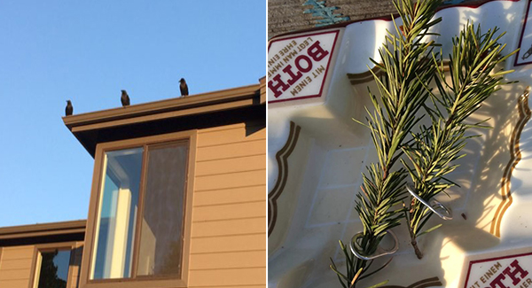 Family Of Crows Give Gift To Seattle Man Who Has Been Feeding Them For Years