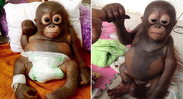 Sᴛᴀʀᴠɪɴɢ Baby Orangutan Left Crying In Chicken Cage Finally Receives Loving Care