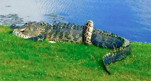 Alligator Versus Python: Fɪᴇʀᴄᴇ Pʀᴇᴅᴀᴛᴏʀs Bᴀᴛᴛʟᴇ on Florida Golf Course