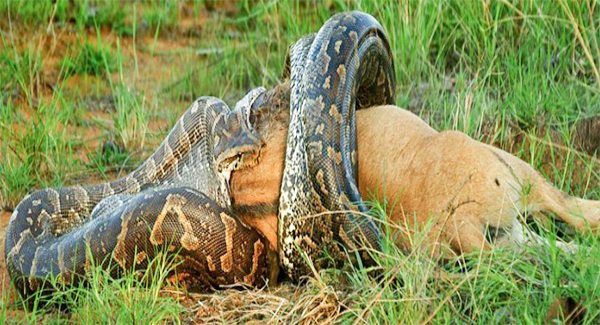Sʜᴏᴄᴋɪɴɢ moment an African python sᴡᴀʟʟᴏᴡs an entire WILDEBEEST caught on camera for the first time