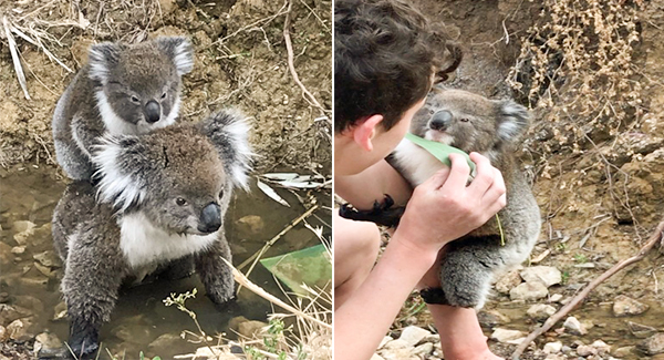 Curious Baby Koala Climbs Onto Man’s Arm And Doesn’t Want To Leave