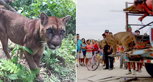 This Mountain Lion Takes Its First Steps To Freedom After 20 Years Living In Chain
