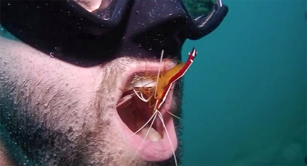 Diver Gets Teeth Cleanings From The Same Friendly Little Shrimp