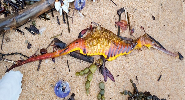 Strange, colourful creatures wash up on Australian beaches after a record amount of rain.