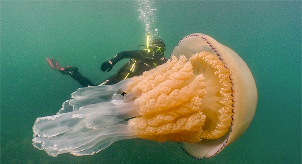 ‘An incredible moment’: Giant jellyfish captured on camera swimming with diver off Cornwall coast