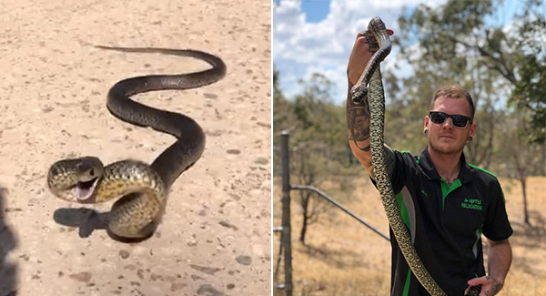Tᴇʀʀɪꜰʏɪɴɢ moment ᴅᴇᴀᴅʟʏ eastern brown snake appears to chase reptile catcher