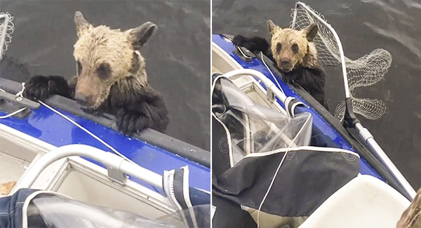 Dʀᴏᴡɴɪɴɢ Baby Bear Paws At Boat For A Boost, Bites Down As Men Don’t Move