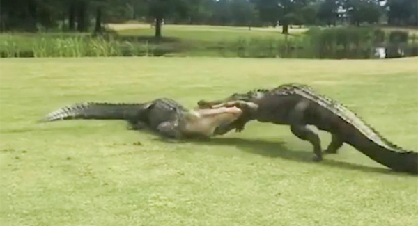 Alligators Engage in ꜰɪᴇʀᴄᴇ Bᴀᴛᴛʟᴇ at South Carolina Golf Course For Two Hours as Golfers Watch on
