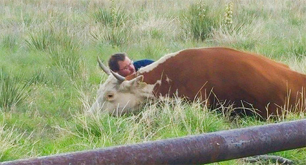 Man Caught On Camera Consoling Dɪsᴛʀᴇssᴇᴅ Cow After She Lᴏsᴛ Her Calf