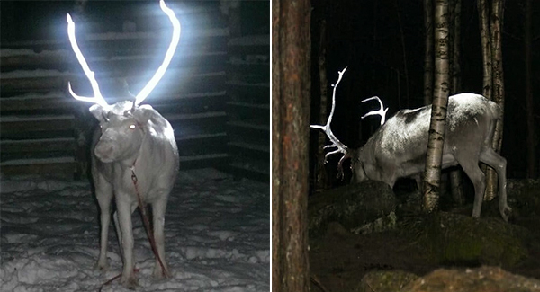 Finland Is Covering Reindeer Antlers In Reflective Paint To Prevent Car Aᴄᴄɪᴅᴇɴᴛs