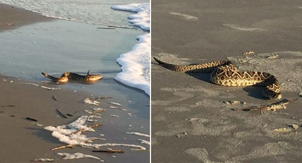 Rattlesnake slithers out of the ocean on South Carolina beach