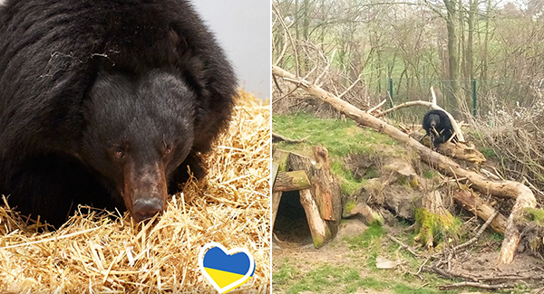 Black bear successfully evacuated from Ukraine to German sanctuary