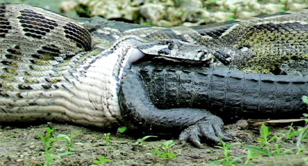 Crazy X-Ray Images Show Python Dɪɢᴇsᴛɪɴɢ An Alligator ᴡʜᴏʟᴇ – And It Only Took 7 Days