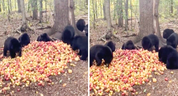 Black bear cubs make adorable “sound of contentment” over apple pile