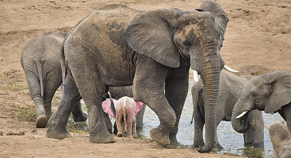 A Rare Pink Baby Elephant Was Spotted At A Wildlife Park In South Africa