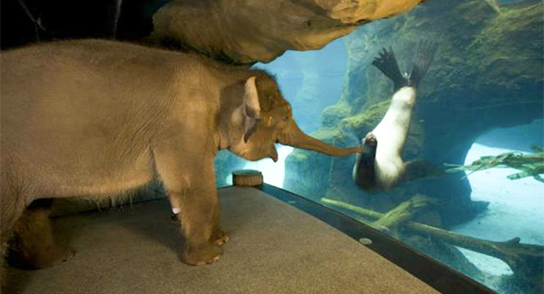 Adorable Moment Chendra The Elephant Befriends Sea Lion At Oregon Zoo Captured On Camera
