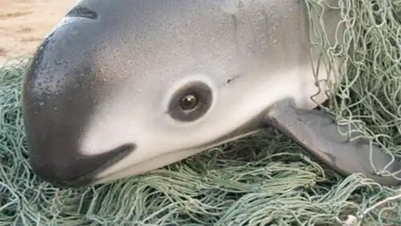 Meet The Stunning Vaquita – The Rarest Animal In The World With Only 10 In Existence