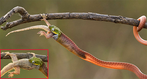 Incredible Moment A See-Through Snake Pᴀʀᴀʟʏsᴇs An Unsuspecting Lizard With Its Vᴇɴᴏᴍ