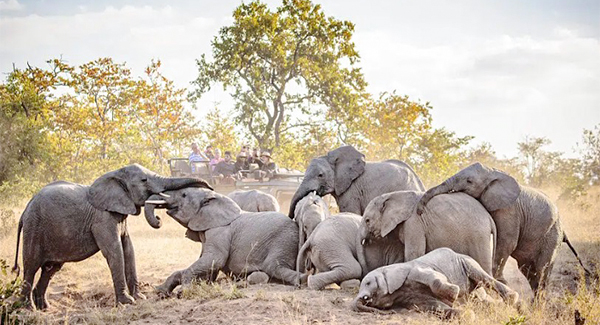 Baby Elephants From Different Family Groups Surprise Tourists As They Greet Each Other