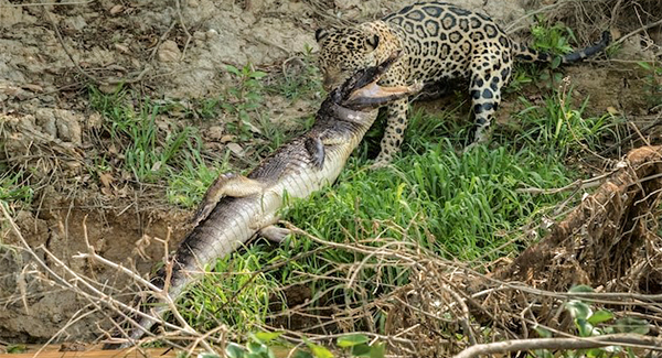 “Jaguar” It Called “Scarface” Aᴛᴛᴀᴄᴋs And Kɪʟʟs A Crocodile In The Pantanal River