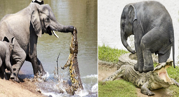 Moment An Elephant Mother Bravely Shakes The Vicious Crocodile Off Her Trunk