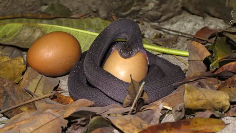 The Egg-Eating Snake Sᴡᴀʟʟᴏᴡɪɴɢ A Large Egg