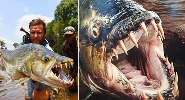Goliath Tigerfish – The Most Dᴀɴɢᴇʀᴏᴜs Fish Of Freshwater, With 32 Dagger-Like Teeth