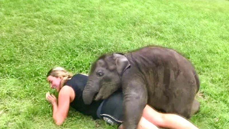Determined Baby Elephant Wants To Cuddle – Cute Videos