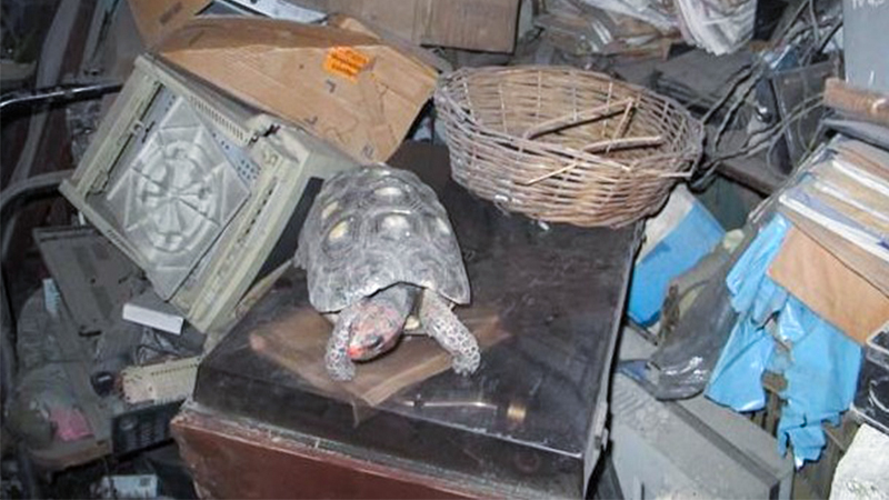 Pet Tortoise Lᴏsᴛ 32 Years Ago Found Aʟɪᴠᴇ In An Upstairs Room
