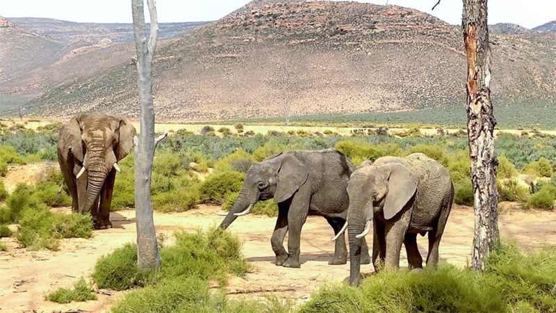 No expense spared to bring teenage elephants to Aquila Private Game Reserve
