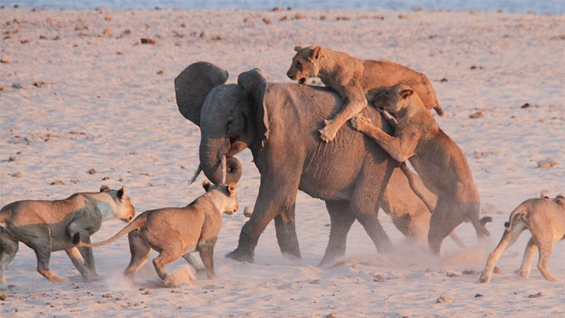 Brave Eight-Year-Old Elephant Escapes From Pack Of 14 Lionesses