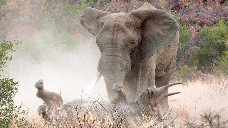 Dramatic Photos Show ᴛᴇsᴛᴏsᴛᴇʀᴏɴᴇ-Fuelled Elephant Fʟɪᴘᴘɪɴɢ Over Black Rhino As She Protects Her Calf