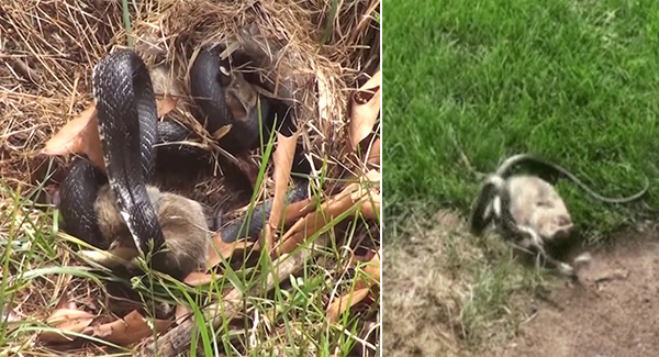 Angry Mama Rabbit Fɪɢʜᴛs Snake After It Aᴛᴛᴀᴄᴋs Her Babies