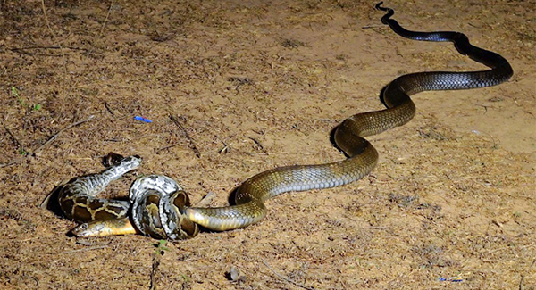 Cʟᴀsʜ Of The Titans: King Cobras Vs Python