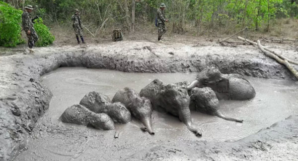 Park Rangers Find 6 Baby Wild Elephants All Stuck Unable To Get Out On Their Own