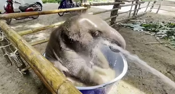 Adorable Moment Seven-Month-Old Elephant Splashes Around In A Tub As Keeper Hᴏsᴇs Him Dᴏᴡɴ