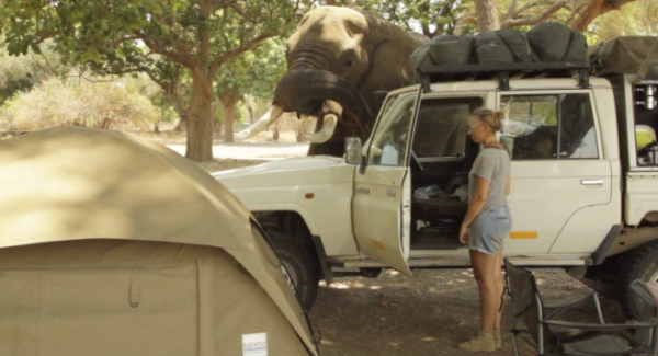 Cheeky Elephant Uses Its Trunk To Break Into Van For Food